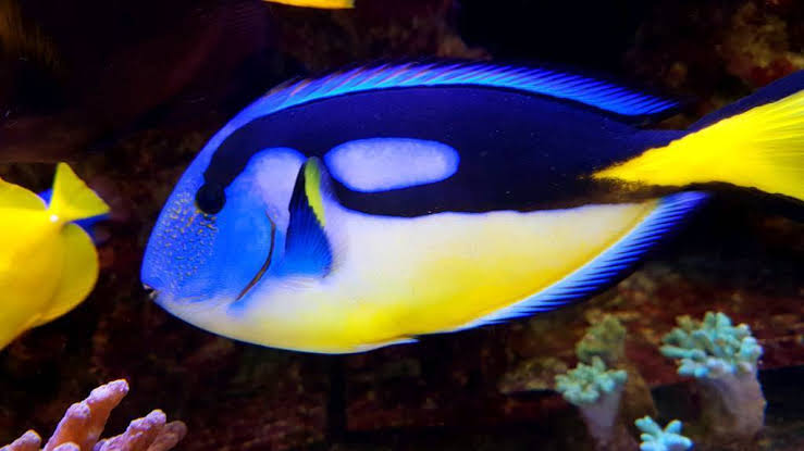 Yellow Belly Regal Tang / Blue Hippo Tang