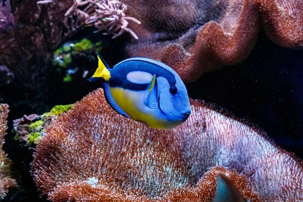 Yellow Belly Regal Tang / Blue Hippo Tang