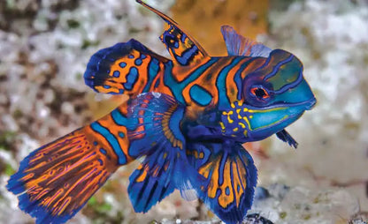 Mandarin Goby / Mandarinfish