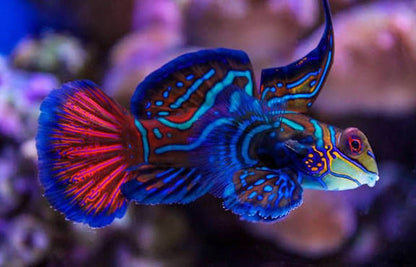 Mandarin Goby / Mandarinfish