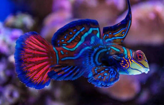 Mandarin Goby / Mandarinfish
