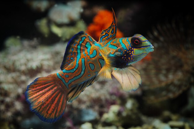 Mandarinfish