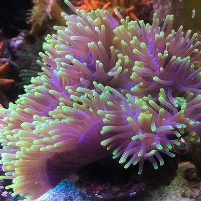 Magnificent / Ritteri Anemone