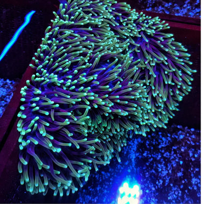 Magnificent / Ritteri Anemone