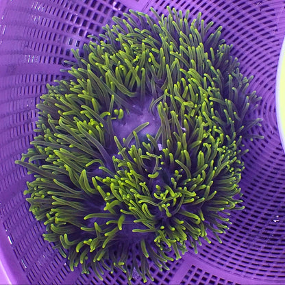 Magnificent / Ritteri Anemone