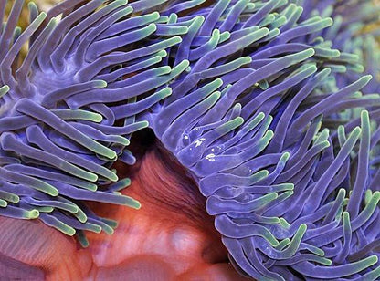 Magnificent / Ritteri Anemone