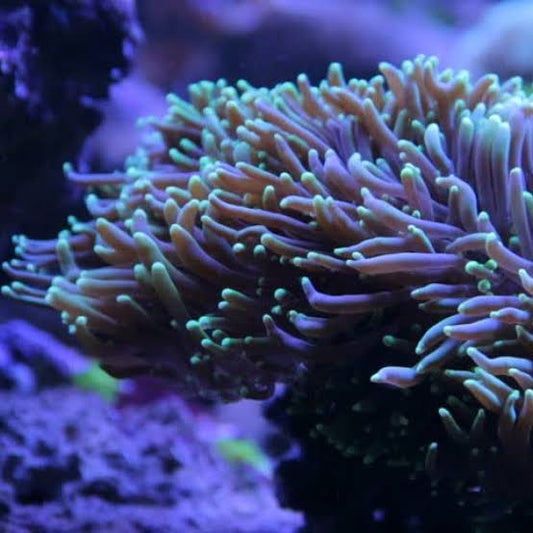 Magnificent / Ritteri Anemone