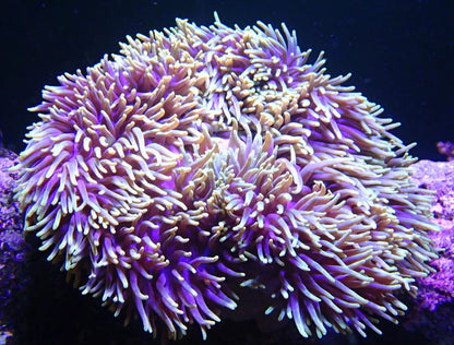 Magnificent / Ritteri Anemone