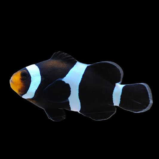 Darwin Clownfish