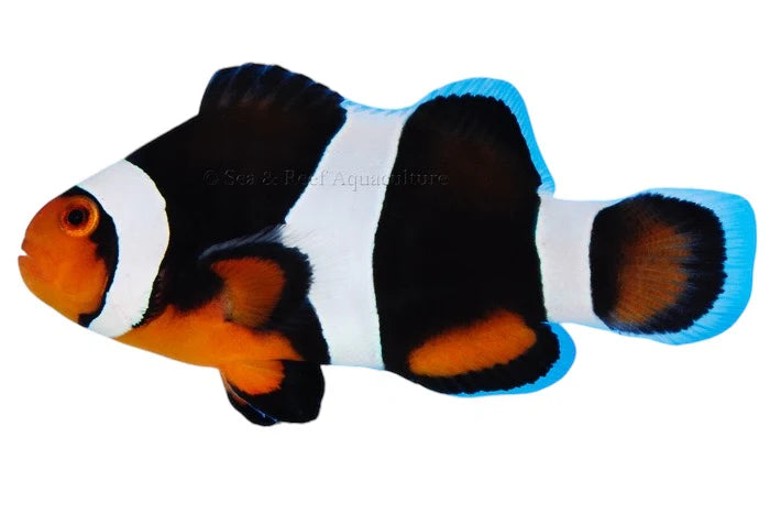 Black Photon Hybrid Clownfish - (IMPORTED DESIGNER CLOWN)