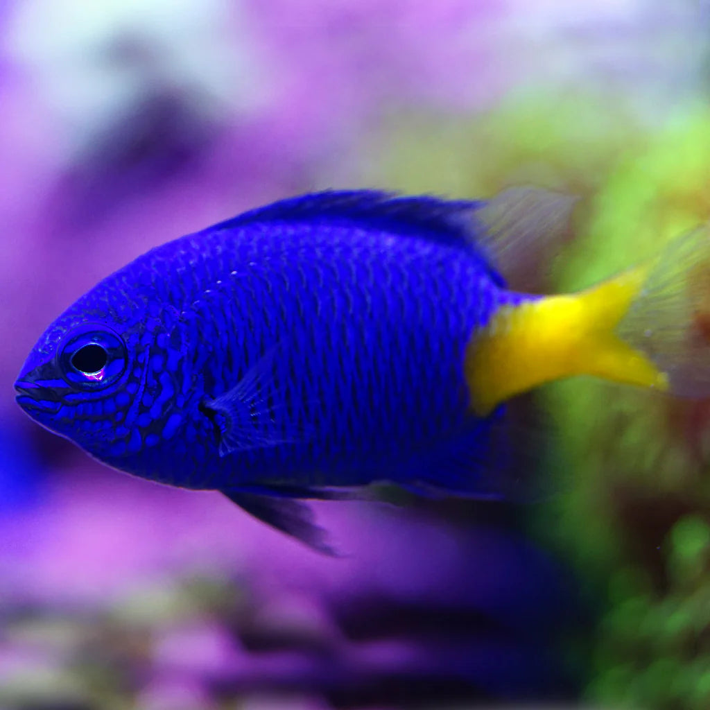 Yellow Tail Damselfish