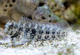 Jewelled Rockskipper