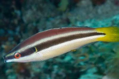 Julii Wrasse