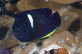 Keyhole Angelfish