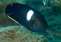 Keyhole Angelfish