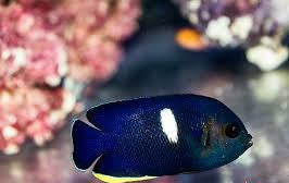 Keyhole Angelfish