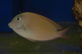 Spot-cheeked Tang / Lavender Tang