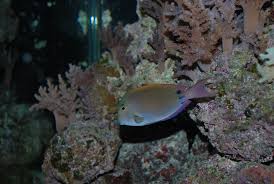 Spot-cheeked Tang / Lavender Tang