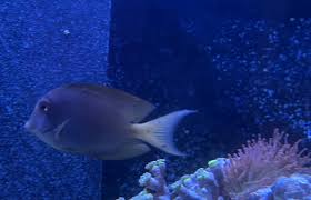 Spot-cheeked Tang / Lavender Tang