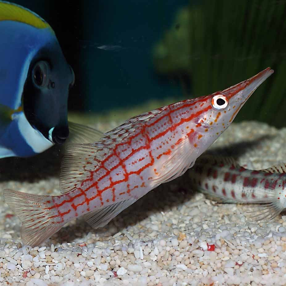 Long Nose Hawkfish