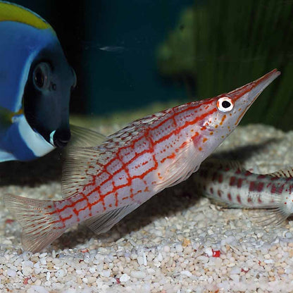 Long Nose Hawkfish