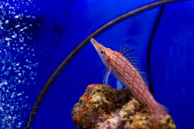 Long Nose Hawkfish