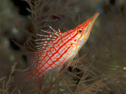 Long Nose Hawkfish