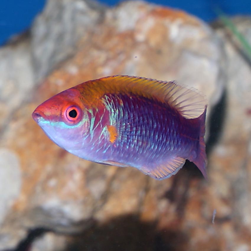 Lubbock's Fairy Wrasse