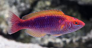 Lubbock's Fairy Wrasse