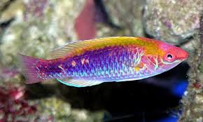 Lubbock's Fairy Wrasse
