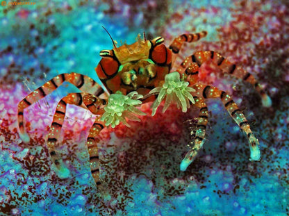 Pom - Pom Crab with Anemone
