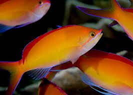 Madder Seaperch Anthias