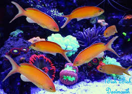 Madder Seaperch Anthias