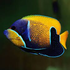 Majestic Angelfish