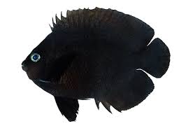 Midnight Angelfish