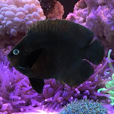Midnight Angelfish