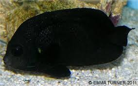 Midnight Angelfish