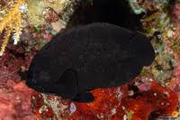 Midnight Angelfish