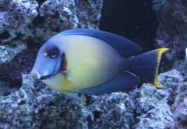 Mimic Tang