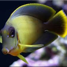 Mimic Tang (Chocolate surgeonfish)