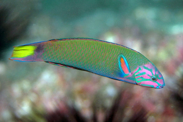 Moon Wrasse