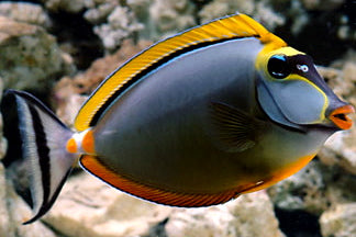 Yellow Lipstick Naso Tang