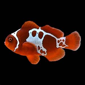 Lightning maroon clownfish