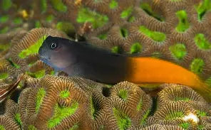Fiji Bicolor Blenny (Male)