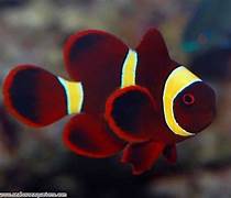 Gold Stripe Maroon Clownfish