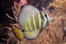 Pacific Sailfin Tang