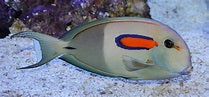 Orange Shoulder Tang