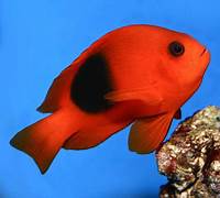 Fire Clown Fish