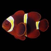 Gold Stripe Maroon Clownfish