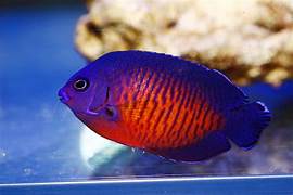 Philippines Coral Beauty